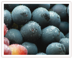 肥沃な大地で育った葡萄は、甘みの強い、ひと味も二味も違う、特に濃厚な葡萄となりました。
